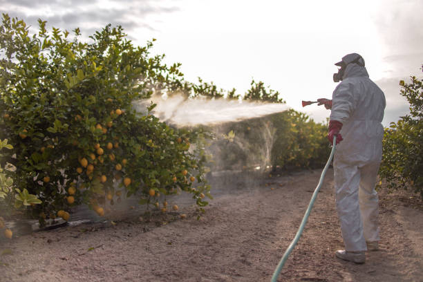 Best Affordable Pest Control Services  in Surgoinsville, TN
