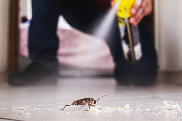 Best Flea Control Services  in Surgoinsville, TN